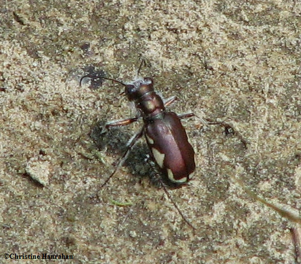 Tiger beetle (Cicindela scutellaris)