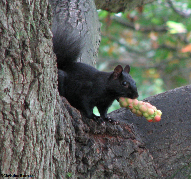 Grey squirrel with magnolia seeds