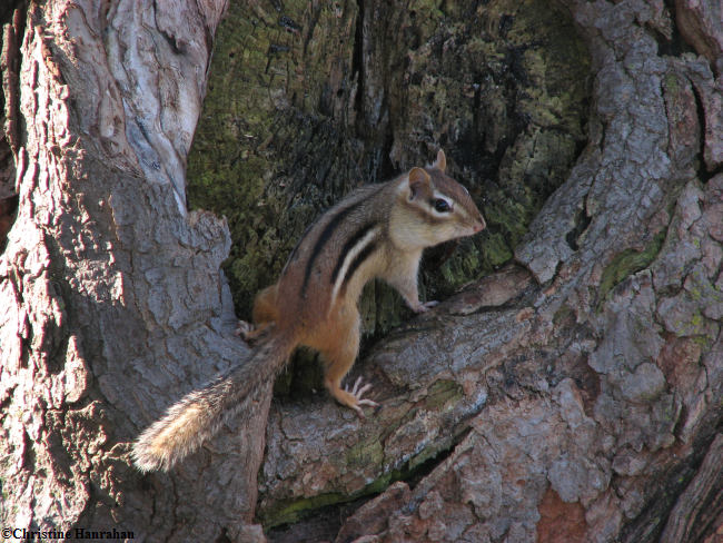 Chipmunk