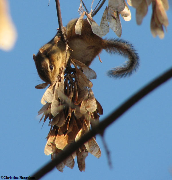 Chipmunk eating Manitoba maple seeds
