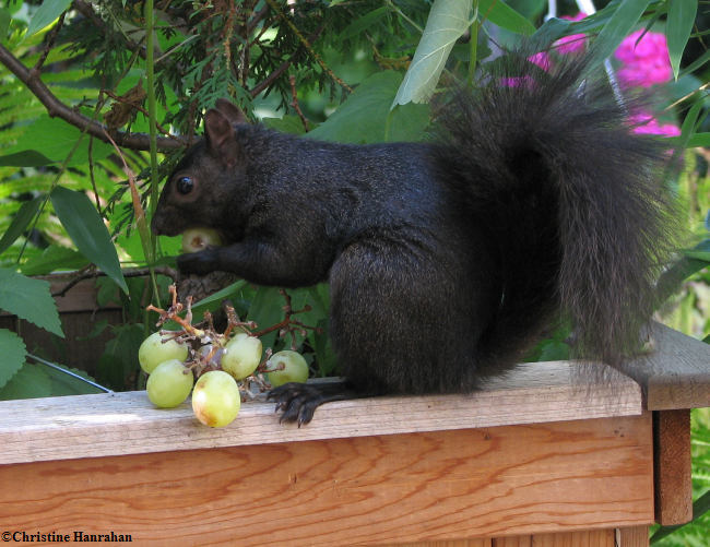 Grey squirrel