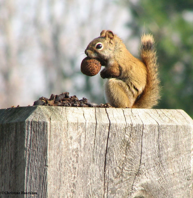 Red squirrel with more walnuts