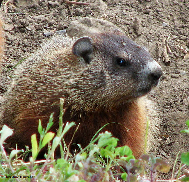 Groundhog youngster
