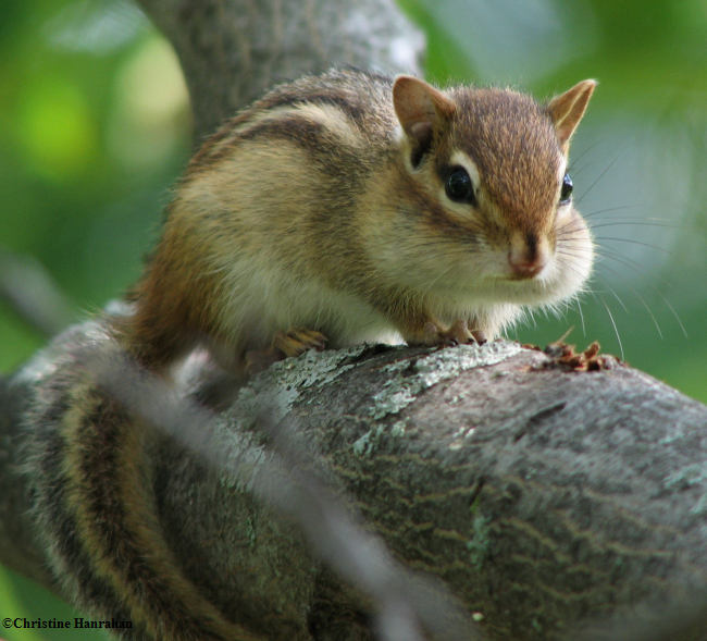 Chipmunk