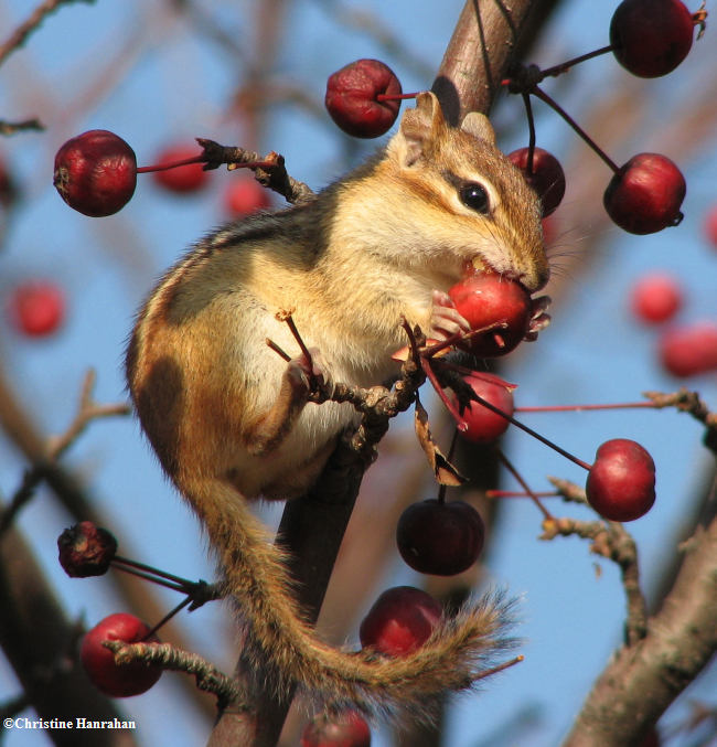 Chipmunk with crabapple