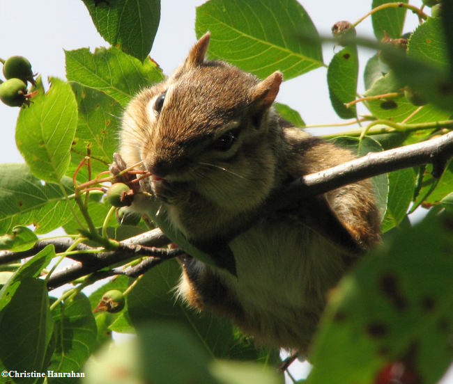 Chipmunk with serviceberry fruit