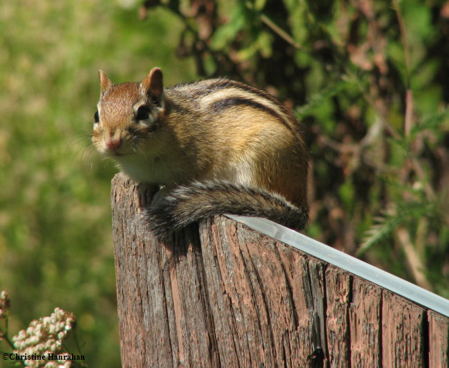 Chipmunk