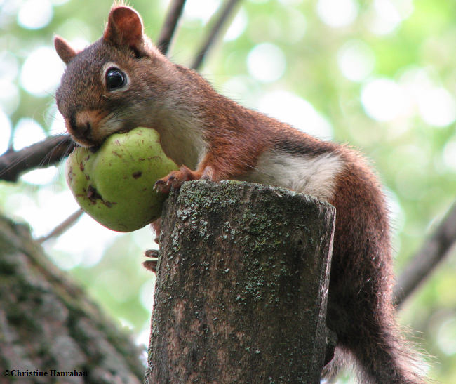 Red squirrel with apple