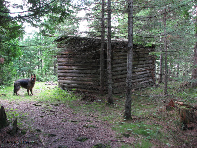 Marlborough forest, log shelter