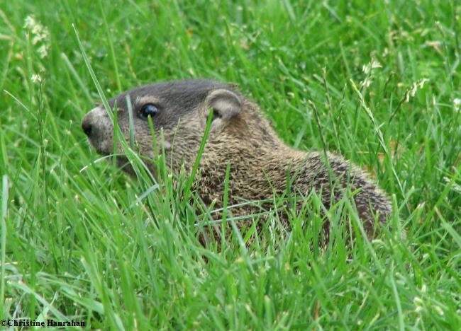 Groundhog youngster