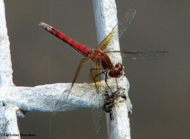 Band-winged meadowhawk (Sympetrum semicinctum)