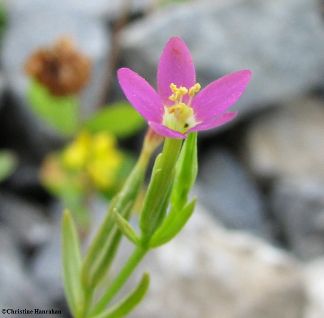 Centaury (Centaurium pulchellum)