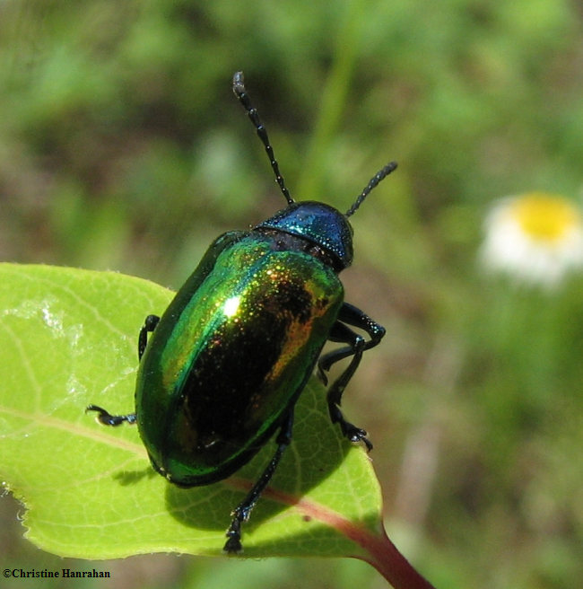Dogbane beetle (Chrysocus auratus)