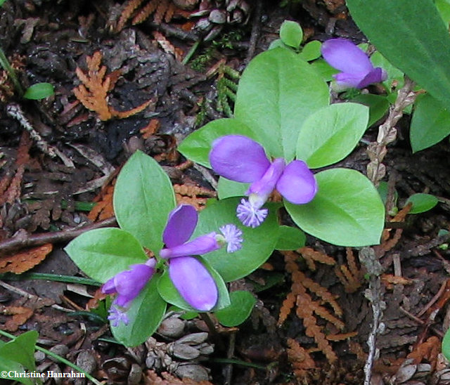 Fringed polygala (Polygaloides paucifolia)