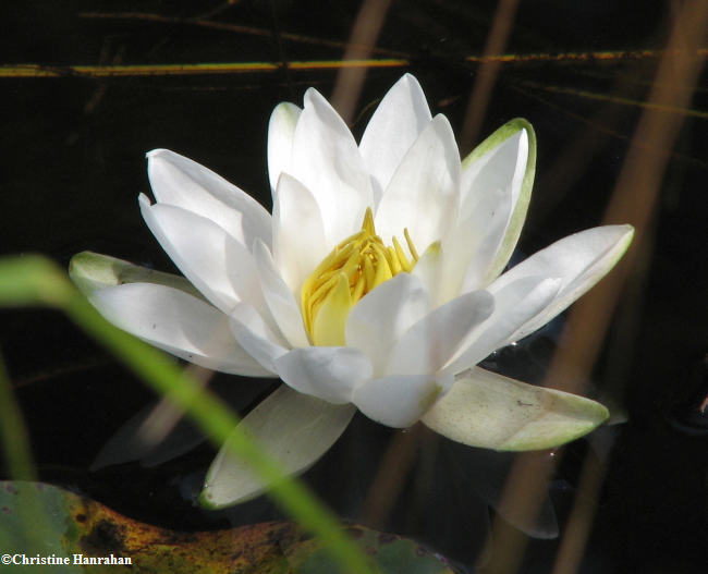 White water lily (<em>Nymphaea odorata</em>)