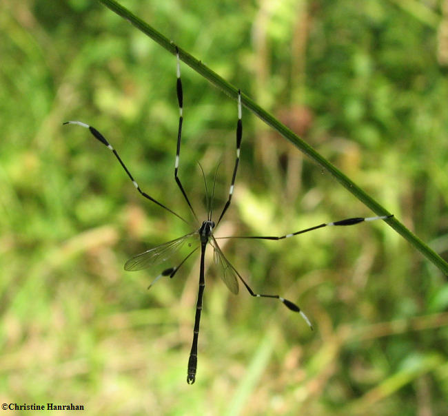 Phantom cranefly (Bittacomorpha clavipes)
