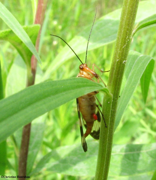 Scorpion fly (Panorpa sp.)