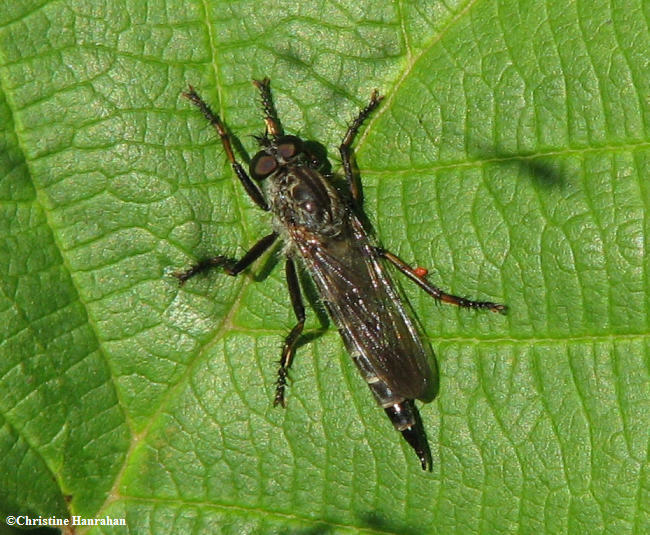 Robber fly (Asilid)