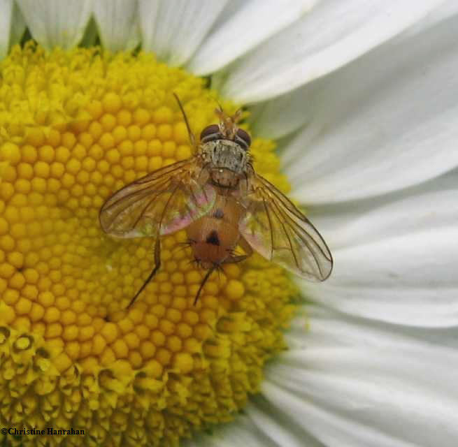 Tachinid fly (Genea sp.)