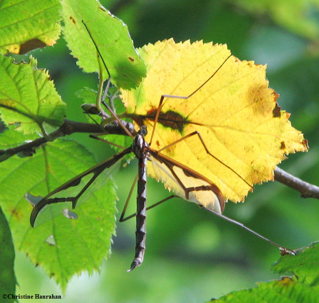 Cranefly