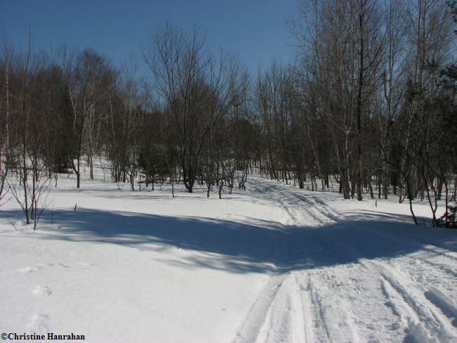 Manion Long Swamp