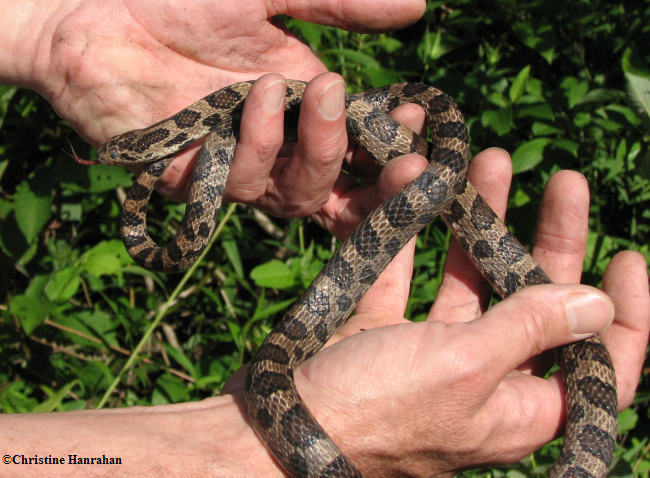 Milk snake (Lampropeltis triangulum)