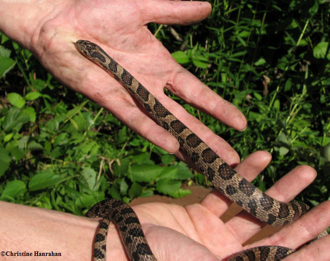 Milk snake (Lampropeltis triangulum)