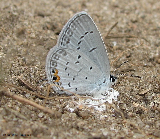 Eastern tailed blue (Everes comyntas)