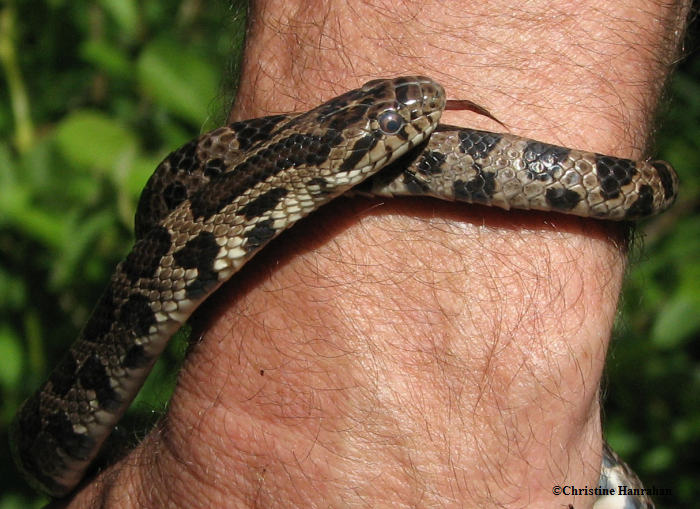 Milk snake (Lampropeltis triangulum)