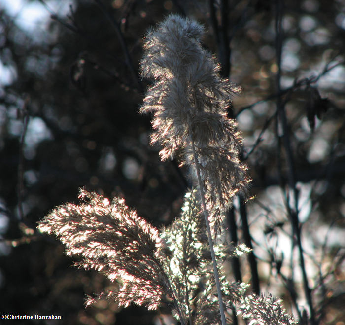 Phragmites australis