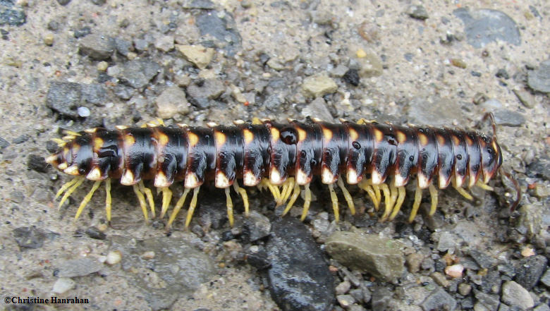 Millipede (Sigmoria trimaculata)