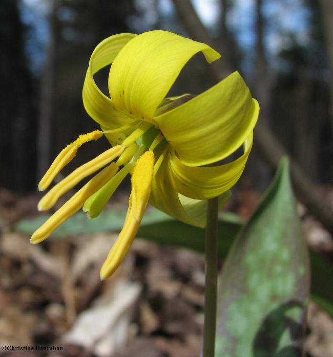 Trout lily(Erythronium americanum)