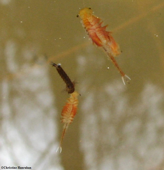 Mosquito larva and fairy shrimp