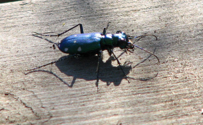 Six-spotted tiger beetle (Cicindela sexguttata)