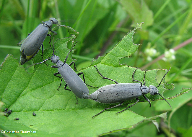 Blister beetles (Epicauta sp.)