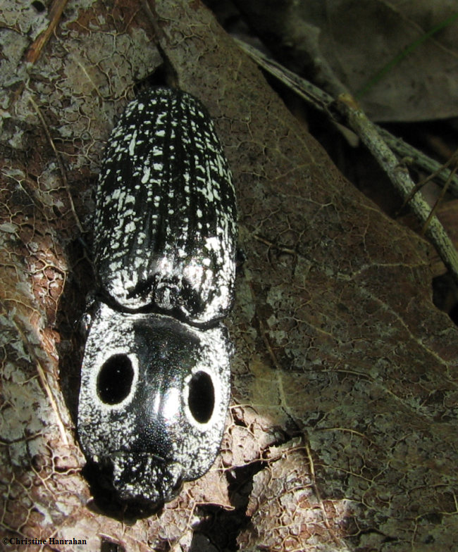 Eyed elator (Alaus oculatus), a Click beetle