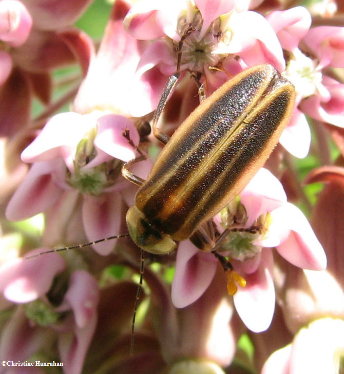 Firefly (Photuris sp.)
