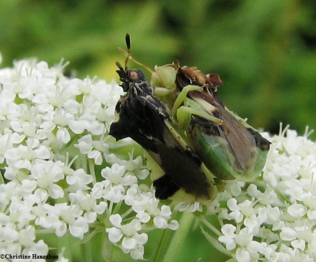 Ambush bugs (Phymata) sp.