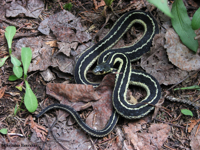Garter snake  (Thamnophis sirtalis)