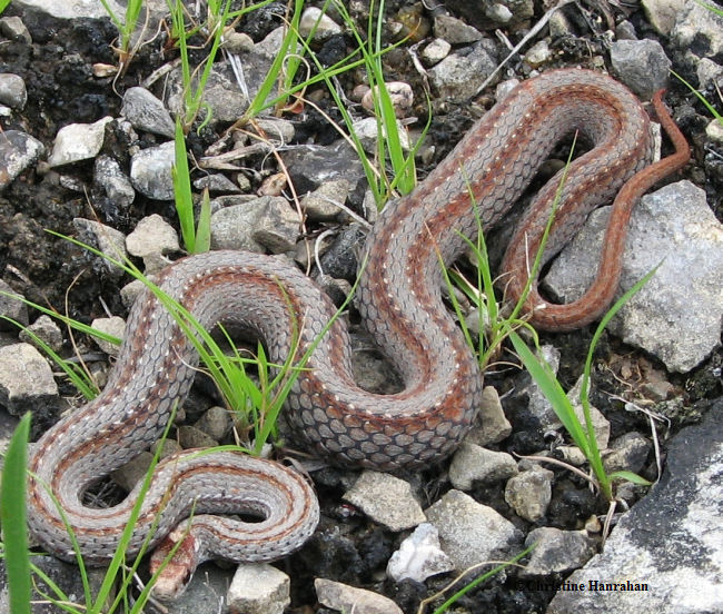 Red-bellied snake (Storeria occipitomaculata)