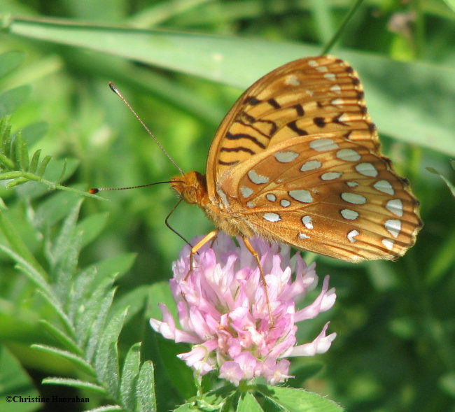 Great spangled fritillary (Speyeria cybele)