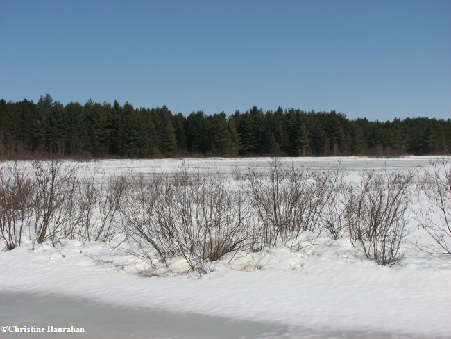 Winter on the 10th Concession
