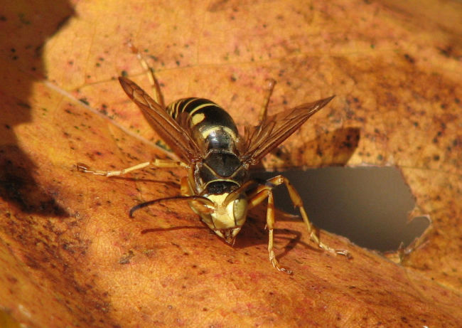 Paper wasp (Polistes fuscatus)