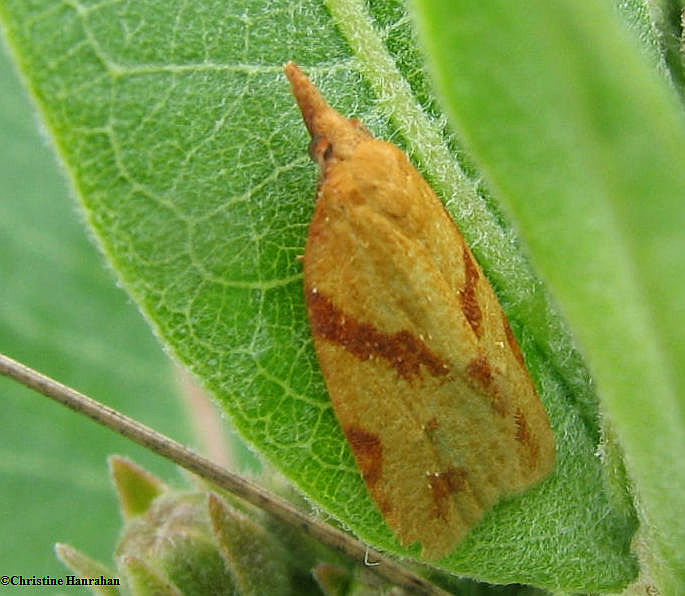 One-lined sparganothis moth  (Sparganothis unifasciana), #3711