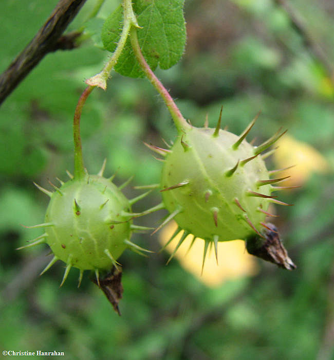Wild gooseberry (Ribes cynosbati)