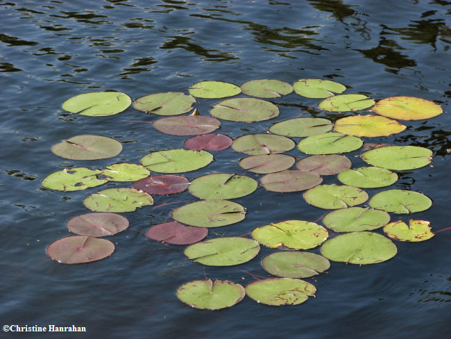 White water lily (Nymphaea odorata) leaves