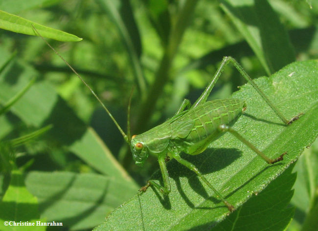 Katydid nymph