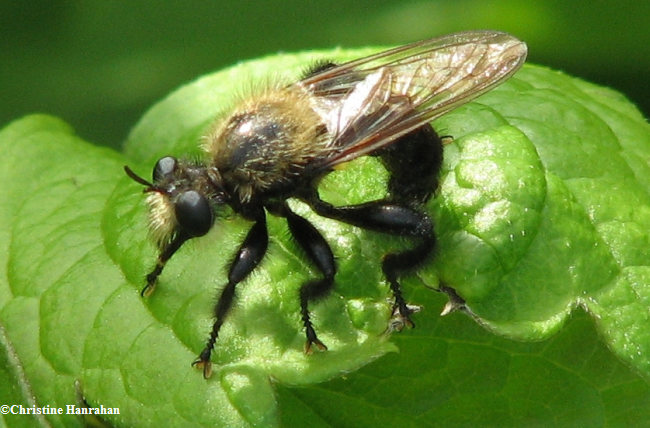 Robber fly (Laphria sp.)