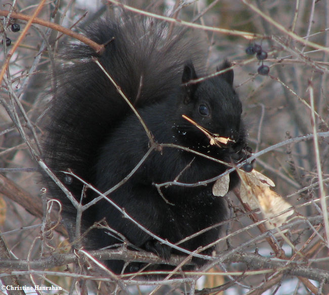 Grey squirrel with Manitoba maple seeds