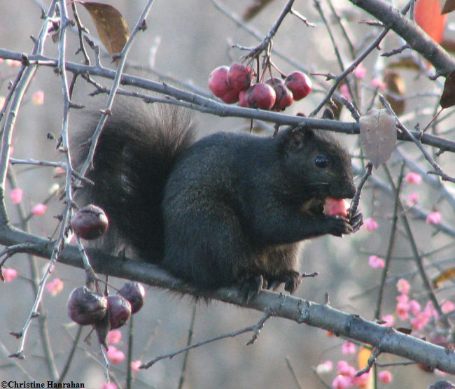 Grey squirrels with food  (Sciurus carolinensis)